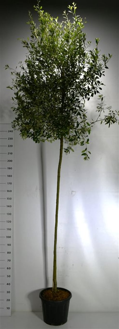 Quercus ilex - 200 CM Stem C30